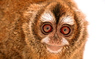 Andean night monkey (Aotus miconax) turning to look at the camera, Parque de Las Leyendas. Endangered. Captive.