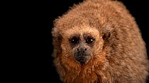 San Martin titi monkey (Callicebus oenanthe) looking around mid shot, Huachipa Zoo. Critically Endangered. Captive.