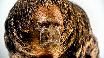 Burnished saki monkey (Pithecia inusta) looking around close up, Parque de las Leyendas. Captive.