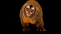 Andean night monkey (Aotus miconax) looking around, Parque de Las Leyendas. Endangered. Captive.