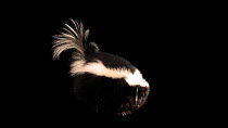 Striped skunk (Mephitis mephitis hudsonicas) profile, Zoo Idaho. Captive.