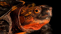 Asian box turtle (Cuora serrata) emerging from its shell, Turtle Survival Center. Captive.
