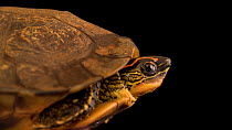 South American wood turtle (Rhinoclemmys punctularia ssp.) male emerging from its shell. Endangered. Captive.