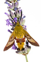 Broad-bordered bee hawk-moth (Hemaris fuciformis) resting on Lavender (Lavandula sp.), nr Orvieto, Umbria, Italy. July.