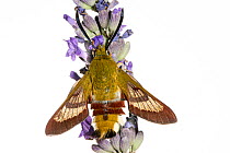Broad-bordered bee hawk-moth (Hemaris fuciformis) resting on Lavender (Lavandula sp.), nr Orvieto, Umbria, Italy. July.