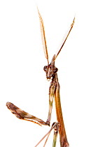 Conehead mantis (Empusa pennata) male, portrait, Orvieto, Umbria, Italy