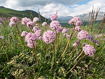Mountain valerian (Valerianella montana) flowering in alpine meadow, Sibillini, Umbria, Italy. May.