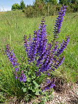 Meadow clary (Salvia pratense) a tall perennial plant, in flower, Piano Grande, Umbria, Italy. May.