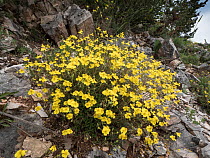 Common rockrose (Helianthemum nummularium) in flower on rocky ground at altitude, Sibillini, Umbria, Italy. April.