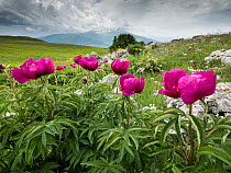 Wild peonies ( (Paeonia officinalis)) in flower on the lower slopes of Mount Vettore, Umbria, Italy. May.