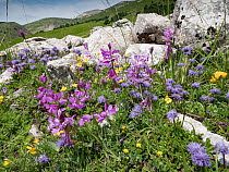 Greater milkwort (Polygala major) in flower on mountainside, Castellucio di Norcia, Sibillini, Umbria, Italy. May.