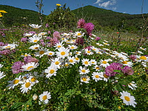 Ox-eye daisies( Leucanthemum vulgare), Field chamomile (Anthemis arvensis) and various Clovers (Trifolium sp.) flowering on fallow agricultural land in summer, nr Monteleone di Spoleto, Umbria. Italy....