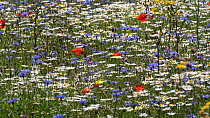 Wildflowers flowering in abundance on fallow agricultural land, Poppies (Papaver rhoeas), Cornflowers (Centaurea cyanus), Ox-eye daisies (Leucanthemum vulgare), Field chamomile (Anthemis arvensis), Ve...
