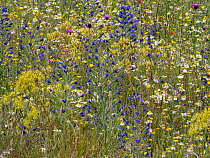 Wildflower meadow dominated by Wild chamomile (Matricaria chamomilla) in summer, above Santa Stefano di Sessanio, Abruzzo, Italy. June.