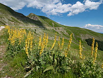 Long-leaved mullein (Verbascum longifolium) flowering stems, common in the Apeninnes often in large numbers, Terminillo, Lazio, Italy. July.