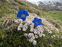 Rock jasmine (Androsace villosa) and Trumpet gentian (Gentiana dinarica) in flower in the high Apennines on slopes of Mount Vettore, Sibillini, Umbria, Italy. May.