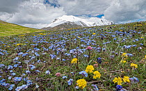 Alpine forget-me-not (Myosotis alpina) with Apennine wallflower (Erysimum pseudorhaeticum) and Grape hyacinth (Muscari commutatum) in flower, with Mount Vettore in the background above the Piano Grand...