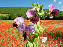 Wild pea (Pisum sativum) growing in a field of Poppies (papaver rhoeas), nr Norcia.Umbria, Italy. June.
