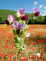 Wild pea (Pisum sativum) growing in a field of Poppies (papaver rhoeas), nr Norcia.Umbria, Italy. June.