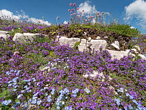 Basil thyme (Acinos arvensis) purple with bright blue apline forget-me-not (Myosotis alpina) Plants  of high mountain regions in the Apennines..above the Piano Grande, Sibillini, Umbria, Italy June 20...