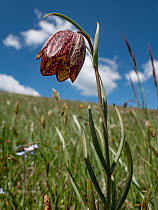 Mountain fritillary (Fritillaria montana) in flower on the slope of Mount Vettore, Umbria, Italy. May.