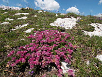 Mountain kidney vetch (Anthyllis montana atropupurea) in flower on mountainside, Sibillini, Umbria, Italy. June.