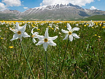 Poet's narcissus (Narcissus poeticus) in flower with Wild tulips (Tulipa sylvestris australis) in background , Piano Grande plateau, Sibillini National Park, Umbria, Italy. June.