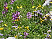 Greater milkwort (Polygala major) in flower, Sibillini, Umbria, Italy. May.