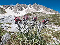 Apennine houndstongue (Cynoglossum magellense) in flower on mountainside just after the snows melt, Mount Terminillo, Lazio Italy. May.