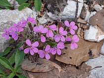 Rock soapwort (Saponaria ocymoides) in flower on rocky mountain scree, Sibillini mountains, Umbria, Italy. May.