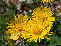 Eastern leopard's bane (Doronicum columnae), in flower, herbaceous perennial plant found throughout the mountains of  Central and Southern Italy, Terminillo, Umbria Italy, May.