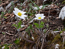 Alpine pasque flower (Pulsatilla alpina subsp millefoliata) in flower, Mount Terminillo, Lazio, Italy. May.