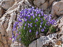 Tanfani's bellflower (Campanula tanfanii) flowering on mountainside, Campo Imperatore, Abruzzo, Italy. June.