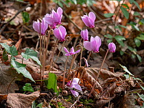 Ivy-leaved cyclamen (Cyclamen hederifolium) in flower in autumnal woodland, Umbria, Italy. October.