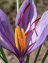 Saffron crocus (Crocus sativus) in flower showing stamens and pisitil, Orvieto, Umbria, Italy, October.