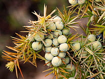 Common juniper (Juniperus communis) berries, Sibillini, Umbria, Italy. May.