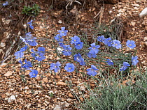 Perennial flax (Linum perenne) in flower, Puglia, Italy. April.