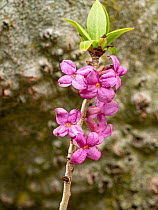 Mezereon (Daphne mezereon) in flower, Campo Imperatore, Abruzzo, Italy, May.