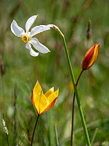 Wild tulips (Tulipa sylvestris ssp australis) and Poet's narcissus (Narcissus poeticus) in flower, Piano Grande plateau, Sibillini National Park, Umbria, Italy. June.