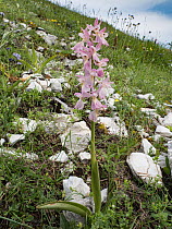 Orchis x colemanii hybrid orchis (Orchis mascula x Orchis pauciflora), a natural hybrid, in flower, Castelluccio di Norcia, Umbria, Italy. May.
