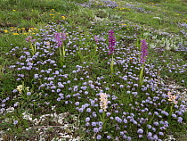 Orchis x colemanii hybrid orchis (Orchis mascula x Orchis pauciflora), a natural hybrid, in flower, Castelluccio di Norcia, Umbria, Italy. May.