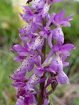 Orchis x colemanii hybrid orchis, a natural hybrid between Early purple orchid (Orchis mascula) and Few flowered orchis (Orchis pauciflora), in flower, Castelluccio di Norcia, Umbria, Italy. May.