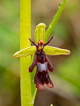 Fly orchid (Ophrys insectifera) in flower, close up,  Sibillini, Umbria, Italy. May.