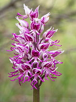 Monkey orchid (Orchis simia) in flower, Torre Alfina, Lazio, Italy. May.