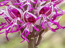 Monkey orchid (Orchis simia) in flower, close up,  Torre Alfina, Lazio, Italy. May.