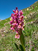 Elderflower orchid (Dactylorhiza sambucina) in flower on hillside, Puglia, Italy. June.