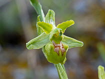 Early spider orchid subspecies (Ophrys incubacea) apochromic form, with flowers lacking anthocyanin pigments, Sibillini, Umbria, Italy. May.