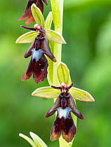 Fly orchid (Ophrys insectifera) in flower, Sibillini, Umbria, Italy. May.