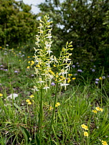 Lesser butterfly orchid (Platanthera bifolia) in flower on hillside, Mt Moricone, Sibillini, Umbria, Italy. May.