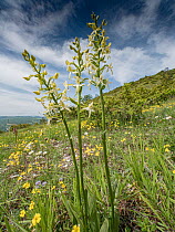 Lesser butterfly orchid (Platanthera bifolia) in flower on hillside, Mt Moricone, Sibillini, Umbria, Italy. May.